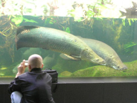 Фото Арапаима