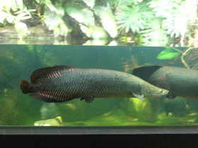 Фото Арапаима