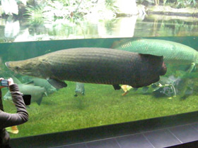 Фото Арапаима