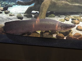 Фото Арапаима