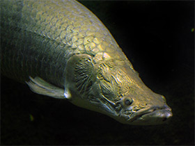 Фото Арапаима