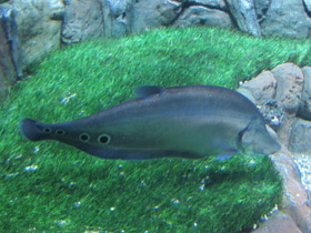 Фото Индийский глазчатый нож