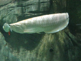 Фото Аравана