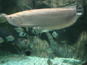 Фото Аравана