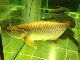 Фото Чёрная аравана