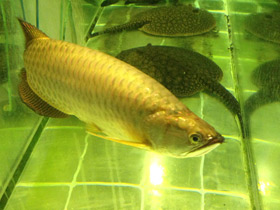 Фото Чёрная аравана