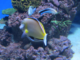 Смотреть фото Гавайский хирург Фото Гавайский хирург