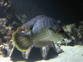 Фото Полосатый хирург-ктенохет