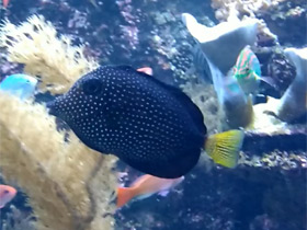 Фото Черная белопятнистая зебрасома