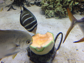 Фото Чернополосая парусная зебрасома