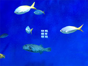 Фото Цезионовые