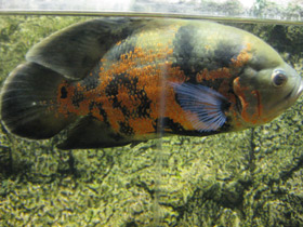 Фото Глазчатый астронотус