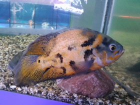 Фото Глазчатый астронотус