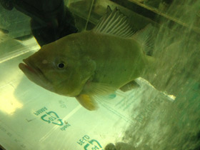 Фото Цихла келбери