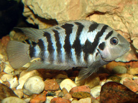 Фото Чернополосая цихлазома