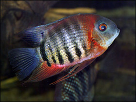 Фото Восьмиполосый северум