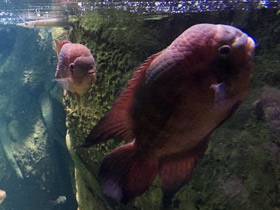 Фото Винная цихлазома