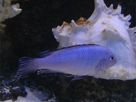 Фото Метриаклима каллаинос