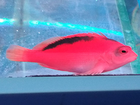 Смотреть фото Огненный кудрепёр Фото Огненный кудрепёр