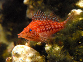 Смотреть фото Длиннорылый кудрепёр Фото Длиннорылый кудрепёр