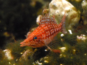 Смотреть фото Длиннорылый кудрепёр Фото Длиннорылый кудрепёр