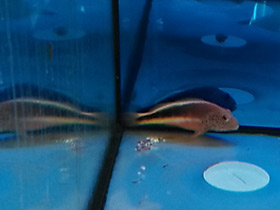 Фото Кудрепёр Форстера