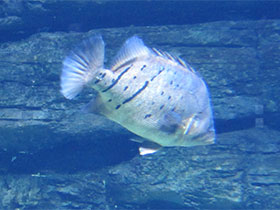 Смотреть фото Тигровые окуни Фото Тигровые окуни