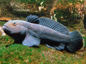 Бычок-кругляк