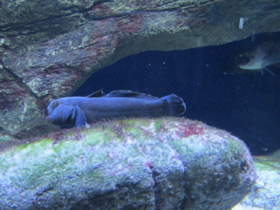 Фото Бычок-кругляк