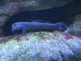 Фото Бычок-кругляк