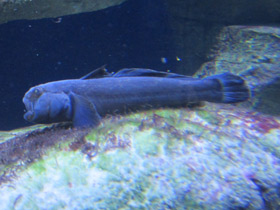 Фото Бычок-кругляк