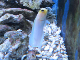 Смотреть фото Желтоголовый карибский бычок Фото Желтоголовый карибский бычок