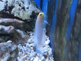 Смотреть фото Желтоголовый карибский бычок Фото Желтоголовый карибский бычок