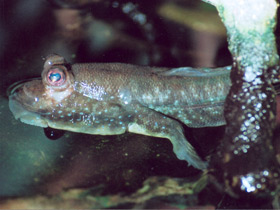 Илистый прыгун