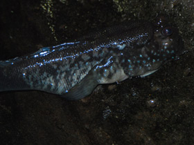 Фото Илистый прыгун