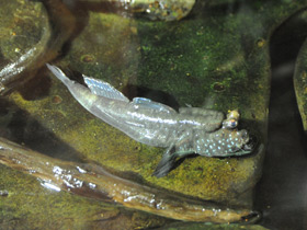 Фото Илистый прыгун