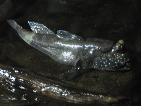 Фото Илистый прыгун