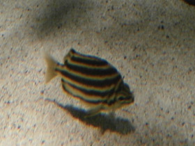 Смотреть фото Полосатый микрокант Фото Полосатый микрокант