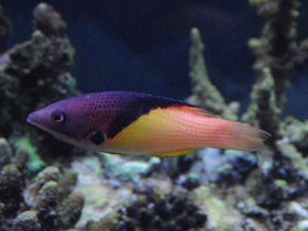 Смотреть фото Губан мезоторакс Фото Губан мезоторакс