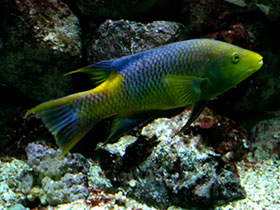 Смотреть фото Испанский бодиан Фото Испанский бодиан