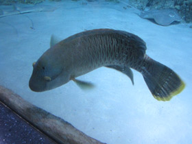 Фото Рыба-наполеон