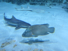 Фото Рыба-наполеон