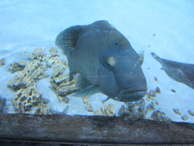 Фото Рыба-наполеон