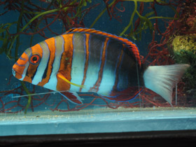 Фото Полосатый клыкастый губан