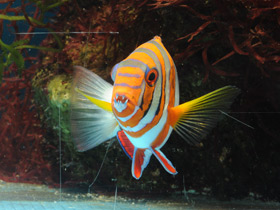 Фото Полосатый клыкастый губан