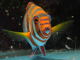 Фото Полосатый клыкастый губан