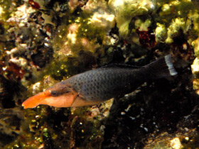 Птичий губан