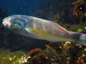 Фото Пятиполосый губан