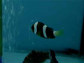 Фото Амфиприон Кларка