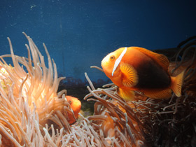 Фото Томатная анемоновая рыба-клоун